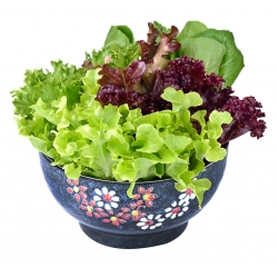 Сорт салату - 450 насінин - Lectuca sativa  - насіння