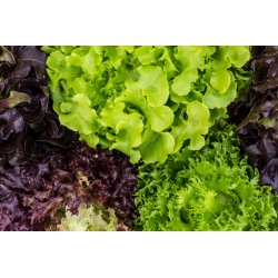 Dārza salāti - mixed - 450 sēklas - Lectuca sativa