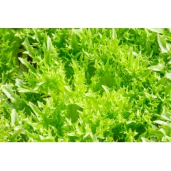 Renyah daun salad "Regina Dei Ghiacci" 4 - 475 biji - Lactuca sativa L.  - benih