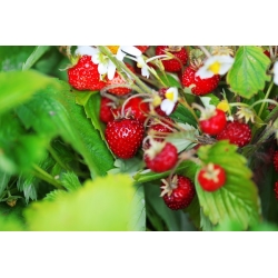 野草莓Rugia种子 - 草莓属vesca  -  1280种子 - Fragaria vesca - 種子