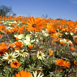 Glandular Cape marigold، Namaqualand daisy، Orange Namaqualand daisy، Dimorphoteca sinuata syn. Dimorphoteca aurantiaca - 450 بذور - Dimorphotheca aurantiaca - ابذرة
