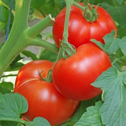 Biji Tomat Krakus - Lycopersicon lycopersicum - 320 biji -  Lycopersicon esculentum Mill.  - benih