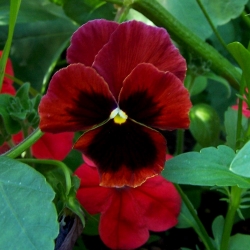 大きな花の咲く庭パンジー - 黒のドットで赤 -  400種子 - Viola x wittrockiana  - シーズ
