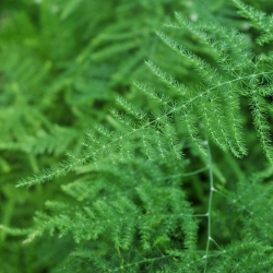 Lace Fern, Восхождение на семена спаржи - Спаржа plumosus nanus - 13 семян - Asparagus plumosus.