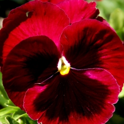 大きな花の咲く庭パンジー - 黒のドットで赤 -  400種子 - Viola x wittrockiana  - シーズ