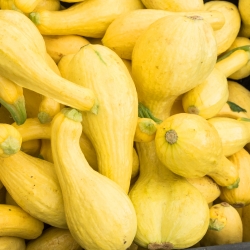 Жовті насіння Кроконек Сквош - Cucurbita pepo - 15 насіння