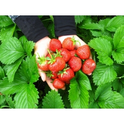 Biji Strawberry Tresca - Fragaria ananassa - 20 biji - Fragaria ×ananassa - benih