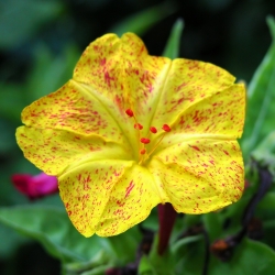 Четирицветни цветни смесени семена - Mirabilis jalapa - 30 семена