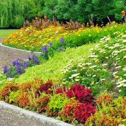 Annual Rockery Plant mix seeds - 25 seeds