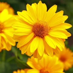 Bunga Matahari Palsu, biji Musim Panas Matahari - Heliopsis scabra - 125 biji