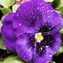 Stemorsblomst - Viola x wittrockiana - Bergwacht - 400 frø - fiolett