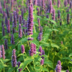 Mexican Giant Hyssop seeds - Agastache maxicana - 210 seeds