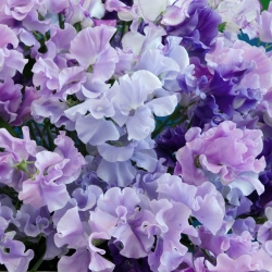 Blomsterert - blå - 36 frø - Lathyrus odoratus