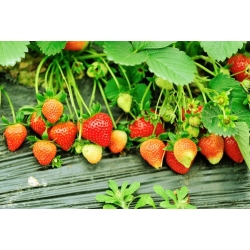 Biji Strawberry Tresca - Fragaria ananassa - 20 biji - Fragaria ×ananassa - benih