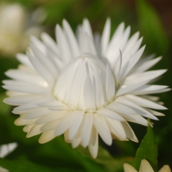 Strawflower Double White seeds - Helichrysum bracteatum - 1250 seeds