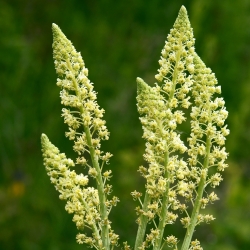 Mignonette מתוק זרעים ריחניים - Reseda odorata - 1600 זרעים