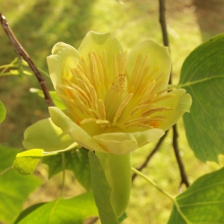 Gelsvažiedis tulpmedis - Liriodendron tulipifera - sėklos