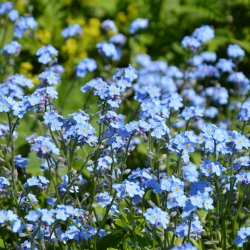 Forget-Me-Not, Wood Forget-Me-Not zaden - Myosotis alpestris - 450 zaden - Myosotis alpestris