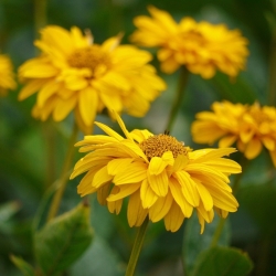 Bunga Matahari Palsu, biji Musim Panas Matahari - Heliopsis scabra - 125 biji