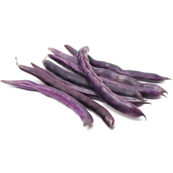 الفول الفرنسي القزم "Purple Teepee" - 100 بذرة - Phaseolus vulgaris L. - ابذرة