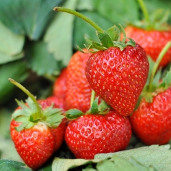 Biji godaan Strawberry - Fragaria ananassa - 60 biji - Fragaria ×ananassa - benih