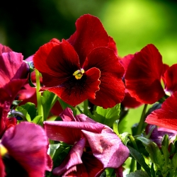 Pansă de grădină mare înflorită - roșu cu punct negru - 400 de semințe - Viola x wittrockiana 