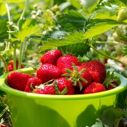 Strawberry Temptation semințe - Fragaria ananassa - 60 de semințe - Fragaria ×ananassa