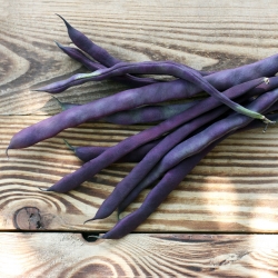Dwarf French bean "Purple Teepee" - 100 seeds