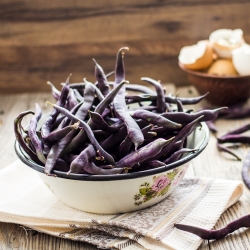 Dwarf French bean "Purple Teepee" - 100 seeds