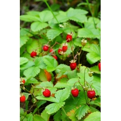 Skovjordbær - Rugia - 640 frø - Fragaria vesca