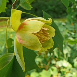 Amerikaanse tulpenboom - Liriodendron tulipifera - zaden