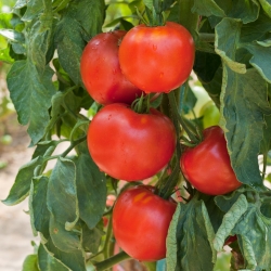 بذور الطماطم كراكوس - ليكوبيرسيكون اليكوبيرسيكوم - 320 بذور -  Lycopersicon esculentum Mill.  - ابذرة
