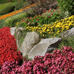 Annual Rockery Plant mix seeds - 25 seeds