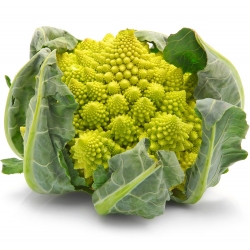 Cauliflower Trevi seeds - Brassica oleracea - 270 seeds