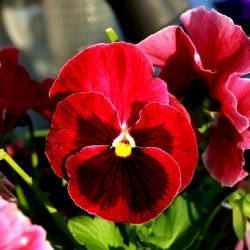 Pansă de grădină mare înflorită - roșu cu punct negru - 400 de semințe - Viola x wittrockiana 