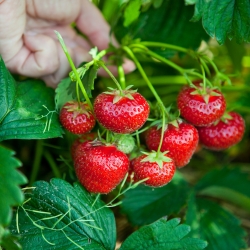 Erdbeer-Tresca-Samen - Fragaria ananassa - 100 Samen - 