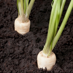 Root Parsley - Sugar - seeds - Petroselinum crispum - 4250 seeds 