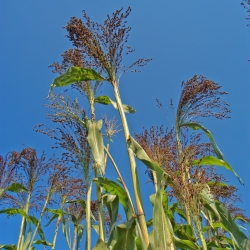 Semillas de Panic Grass - Panicum violaceum - 600 semillas