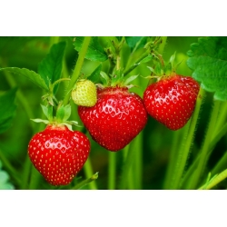 Havejordbær - Tresca - 100 frø - Fragaria ×ananassa