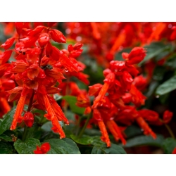 Saman tropika - merah - 140 biji - Salvia splendens - benih