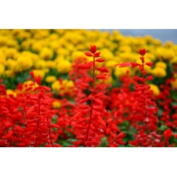 حكيم استوائي - أحمر - 140 بذرة - Salvia splendens - ابذرة
