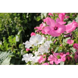 Malva annuale - selezione di varietà; rosa malva, malva reale, malva reale - 150 semi - Lavatera trimestris