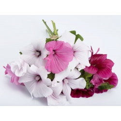 Annual mallow - variety selection; rose mallow, royal mallow, regal mallow - 150 seeds