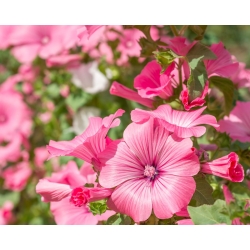 Malva annuale - selezione di varietà; rosa malva, malva reale, malva reale - 150 semi - Lavatera trimestris