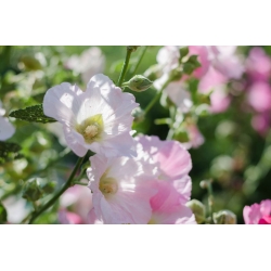 Ikgadējā malva šķirņu izvēle; rožu malva, karaliskā malva, regal malva - 150 sēklas - Lavatera trimestris