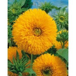 Solsikke - Sungold Tall - 80 frø - Helianthus annuus
