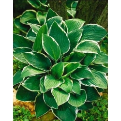 Hosta, Plantain Lily Fortunei Francee