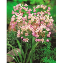 Česen vrtnice - 20 čebulice -  Allium Roseum