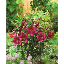 Lily Lilium Purple Prince - květinové cibulky / hlíza / kořen