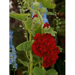 Hollyhock Merah Biasa - 50 biji - Althaea rosea - benih